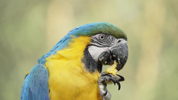 A Close Up of a Blue-and-Yellow Macaw Eating with his Claw.