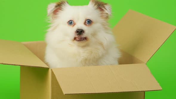 Cute Dog with Blue Eyes in Carton Box