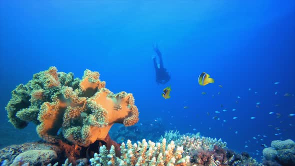 A Diver and Soft Coral Clown-Fish