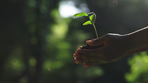 Young Plant Tree with Ground in Female Hands