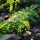 Young green fern swaying in the wind in the middle of snowless winter - VideoHive Item for Sale