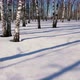 Sunny day in winter forest - VideoHive Item for Sale