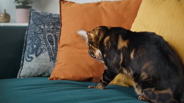 Bengal Cat Licking Paw Sitting on Sofa in Living Room