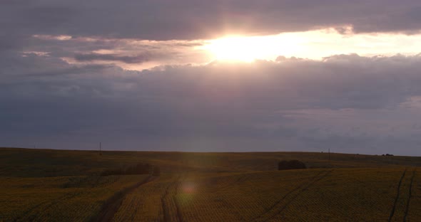 Clouds Thickened Over The Sunflower Field