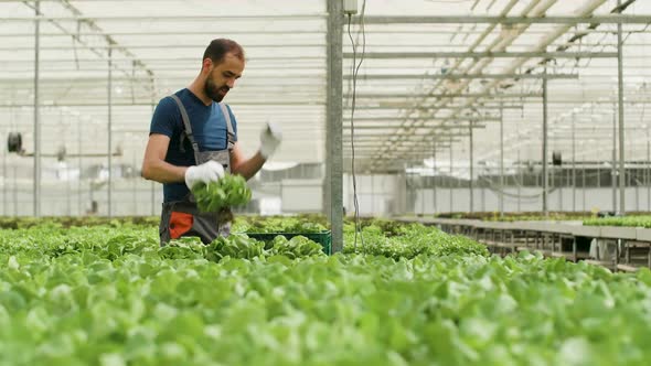 Farm Worker Harvesting Organic Green Salad in a Box