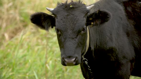 Black bull's head closeup on a green meadow