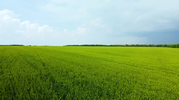 Aerial Survey of a Field of Young Wheat