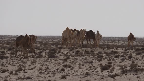 Herd of dromedary camels 