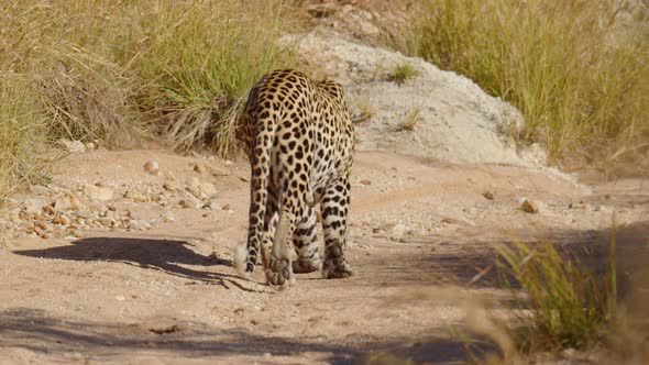 Closeup of Wild Leopard Face Closeup Walking in the Forest