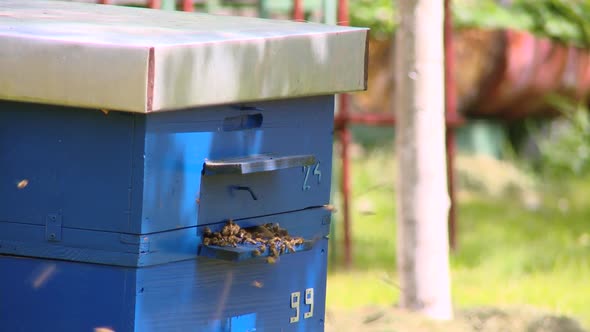 Bees front of hive, Bees bring nectar to hive