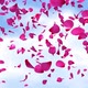 Rose Petals falling background - VideoHive Item for Sale