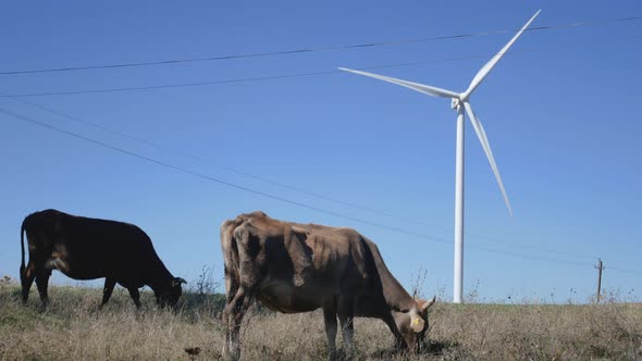 Cows graze in front of wind turbines in Georgia