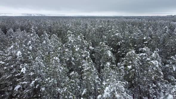 Snowcovered Coniferous Forest From a Bird'seye View