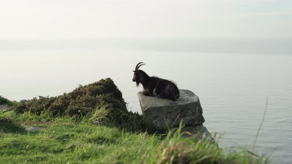 A Black Feral Goat Resting On The Rock At The Valley Of Rocks In Lynton, UK. Calm Misty Sea In The B