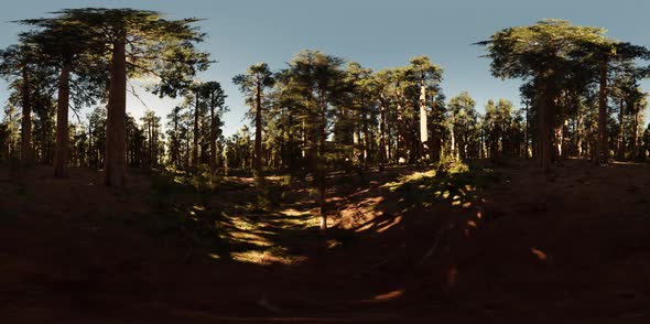 VR360 in Sequoia National Park