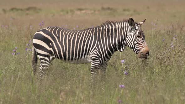 Grazing Cape Mountain Zebra - South Africa