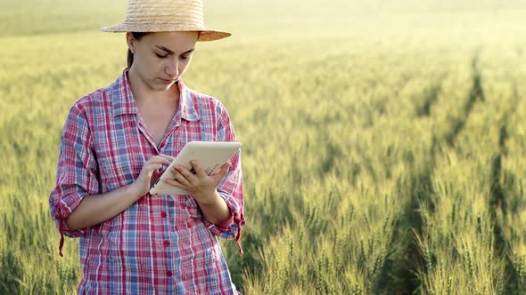 A young fcrmer checks a grain field and sends data to the cloud from a tablet.