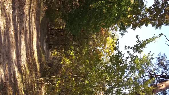 Vertical Video of an Autumn Forest During the Day in Ukraine