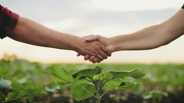 Farmers Handshake in Harvest Time