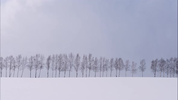 Tree and Branch stand with snow in winter