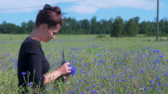 Young brunette woman collects cornflowers in the field for summer solstice (Ligo) crown in sunny sum