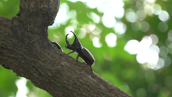 Close Up Of Siamese Rhinoceros Beetle Or Fighting Beetle On The Tree