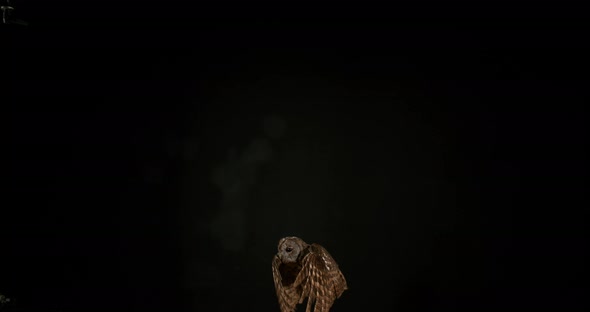 900192 Eurasian Tawny Owl, strix aluco, Adult in Flight, Normandy, Slow motion 4K