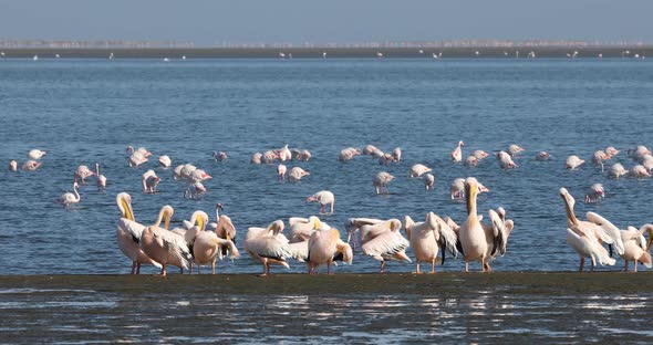 pelican colony in Walvis bay, Namibia wildlife