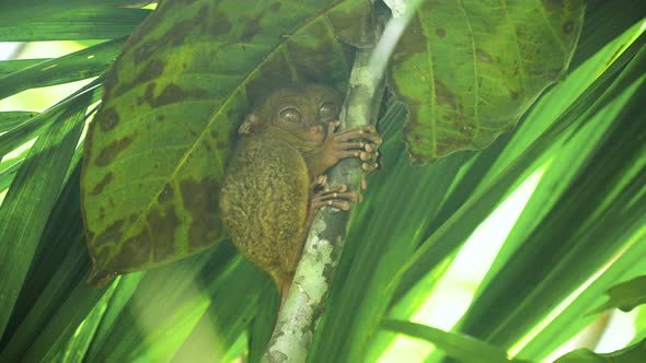 Funny Philippine Tarsier Tarsius Syrichta . Bohol Philippines