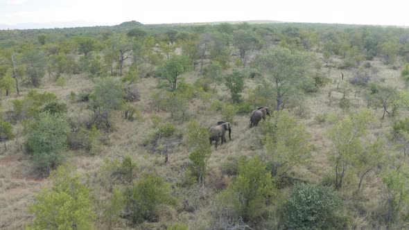 Aerial View of Elephants walk in the savana, Balule Nature Reserve, Maruleng NU.
