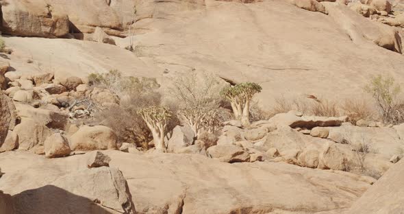 A few desert plants are growing in between the rocks near the Erongo mountain 4k