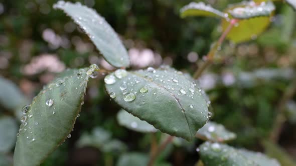 Rain On Flowers