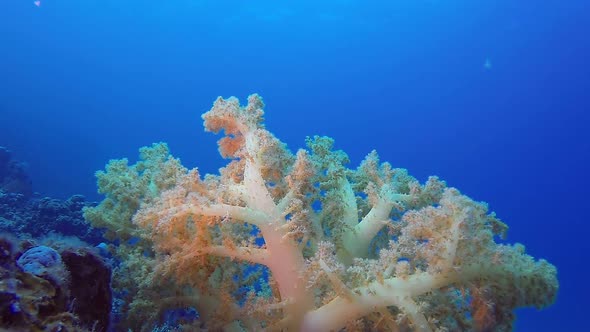 Broccoli Colorful Soft Coral