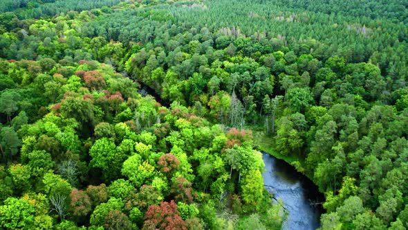 River and green autumn forest, aerial view of Poland