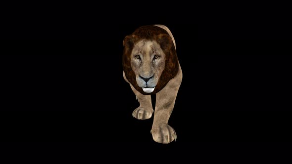 4K African Lion Walk Front View