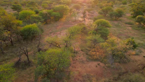 low level flight over treetops in South african savanna meadow at sunset