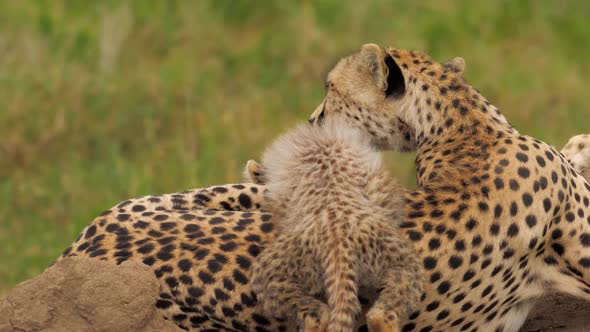 Cute Scene of Baby Cheetah Climbing on Mother Playful Learning About Nature Around
