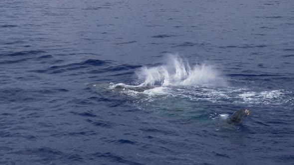 Humpback whale pectoral fin slaps medium wide slow motion in Hawaii