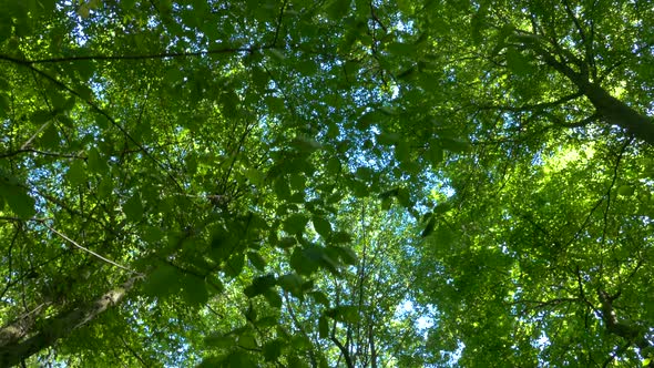 Green Forest in Summer