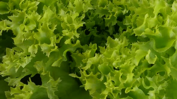 fresh green lettuce leaves