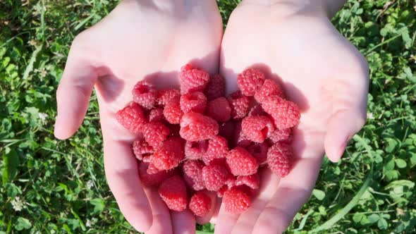 Ripe raspberries in women's hands in a green garden.