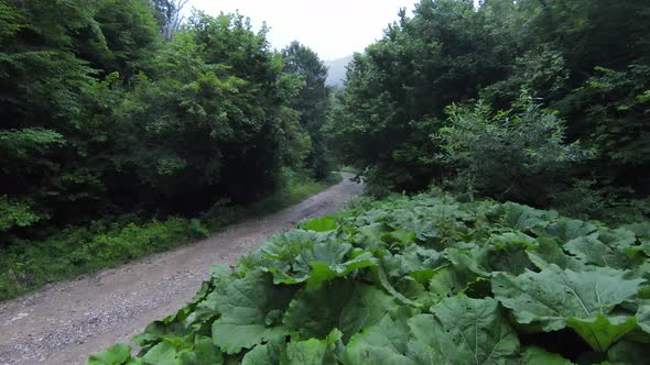 Fpv Aerial Fallowing Flying Shot Over a Country Road in the Misty Forest in the Mountain