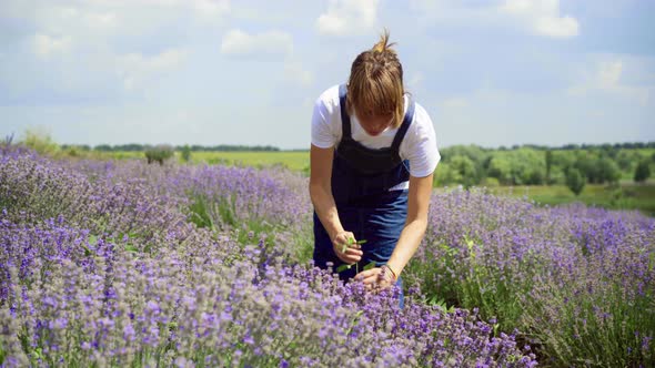 Wide Shot of Beautiful Woman Working on Lavender Field in Sunlight Outdoors