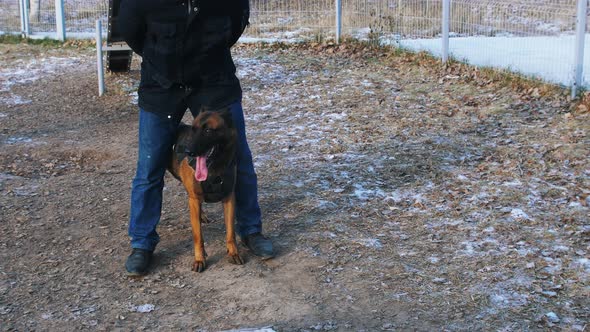 A German Shepherd Dog Standing