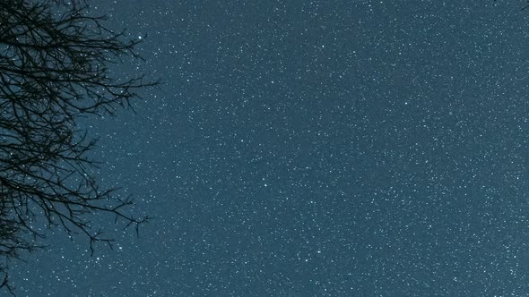 Night Sky Stars Above Oak Trees Branches In Early Spring