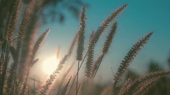 Grass And Sunshine