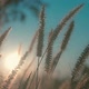 Grass And Sunshine - VideoHive Item for Sale