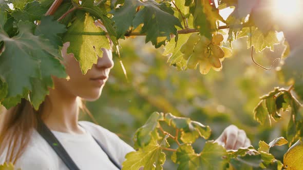 Young Woman in Apron Picking Grape Bunches and Putting Them Into a Box Harvesting Concept Close Up