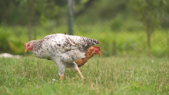 Domestic Chicken Walking on Green Grass Feeding on Rural Eco Farm