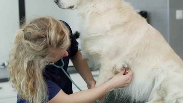 Caucasian female vet examine the dog in the office. Shot with RED helium camera in 4K.